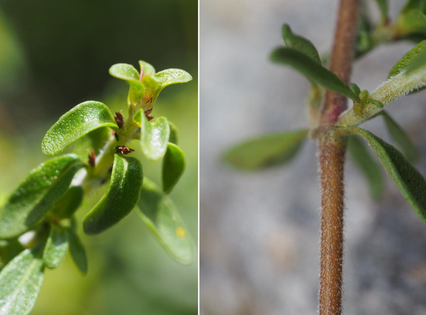 Thyme, (Cvenol) leaf